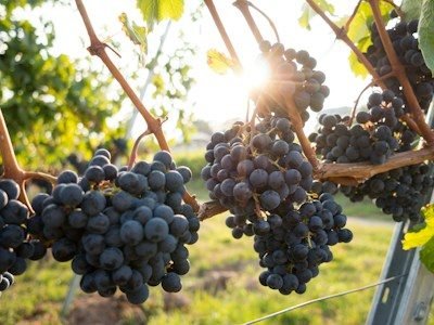 Fresh Grapes