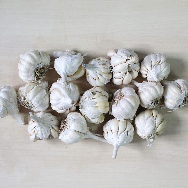 India Garlic